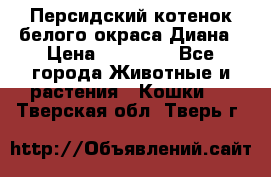 Персидский котенок белого окраса Диана › Цена ­ 40 000 - Все города Животные и растения » Кошки   . Тверская обл.,Тверь г.